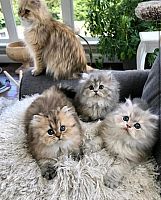 Prekrasni perzijski mačići zlatne i činčila