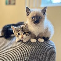 Prelepi sijamski mačići za novi dom