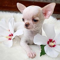 2 Chihuahua štenad spremne
