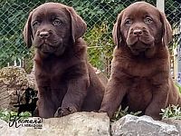 Labrador Retriver štenci, čokoladni/braon