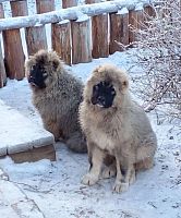 Kavkavski ovcar i Azijat stenci