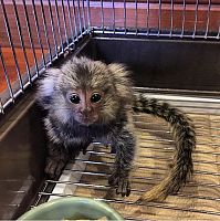 Zdrave bebe marmozet majmuna dostupne