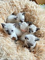 Prekrasni sijamski mačići