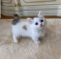 Prelepi minijaturni mačići munchkin